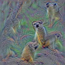 n02137549 mongoose